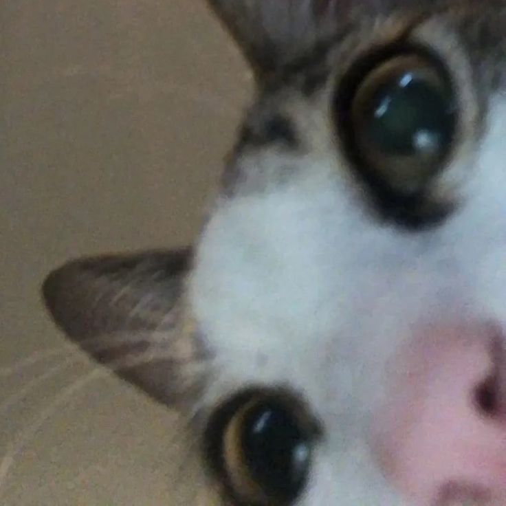 gatinho-espiando