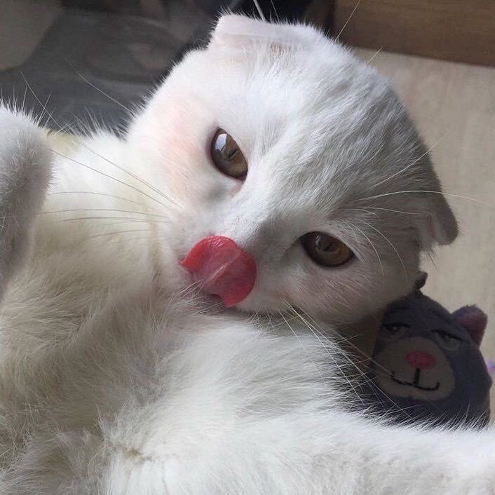 gatinho-fazendo-pose